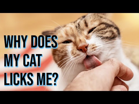 Why Does My Cat Licks Me/ All Cats