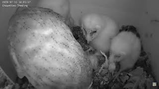 Le petit dernier se fait manger vivant !