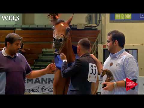 N.33 PRISCILLA OS - Wels 2018 - International Junior Filly Championship BRONZE