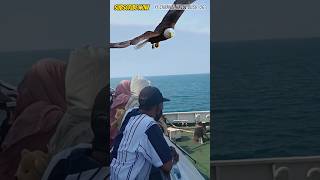 Download lagu MELIHAT BURUNG ELANG BESAR TERBANG🦅 #shorts mp3