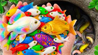 Download lagu Catch Mini Colorful Aquarium Fish in Small Pond, Tortoise, Octopus, Crap, Tadpoles, Exotic Fish, Koi mp3 Download lagu Catch Mini Colorful Aquarium Fish in Small Pond, Tortoise, Octopus, Crap, Tadpoles, Exotic Fish, Koi mp3