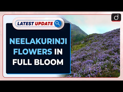 Neelakurinji Flowers In Full Bloom : Latest update | Drishti IAS English
