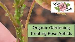 🌹 Treat Aphids on Roses / Unique Organic Treatment for Aphids (Greenfly)