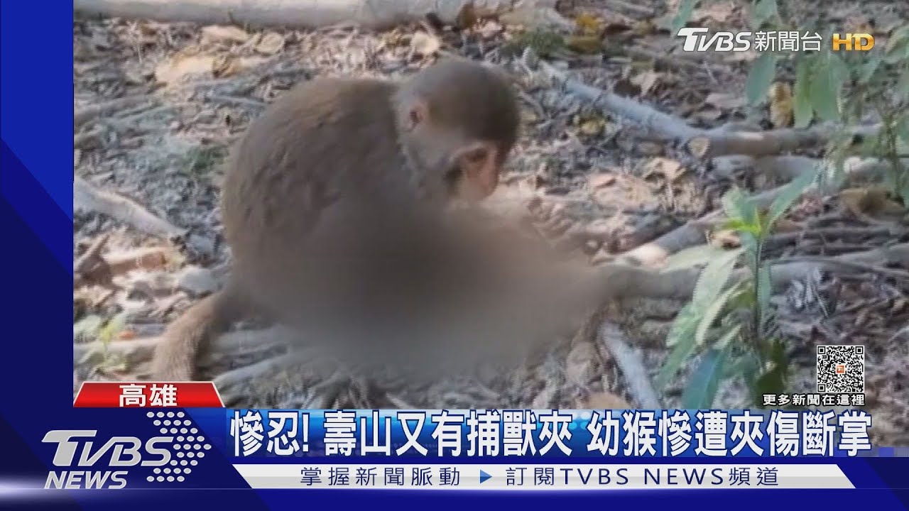 好殘忍!高雄壽山又有捕獸夾 幼猴慘遭夾斷掌