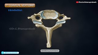 🦴 7th Cervical Vertebrae (C7) | Gross Anatomy for USMLE Step 1 | Vertebra Prominens