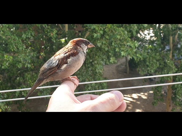 Vídeo relacionado con Irayin Robin Decoracion Figuras, Robin Decoración Salon, No Ver No Escuchar No Digas, Regalo Pájaro para Mujer, Pájaro Decoracion Casa para Salón, Patio, Escritorio, Oficina
