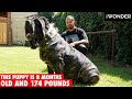 The Largest Puppy In The World The American Molossus