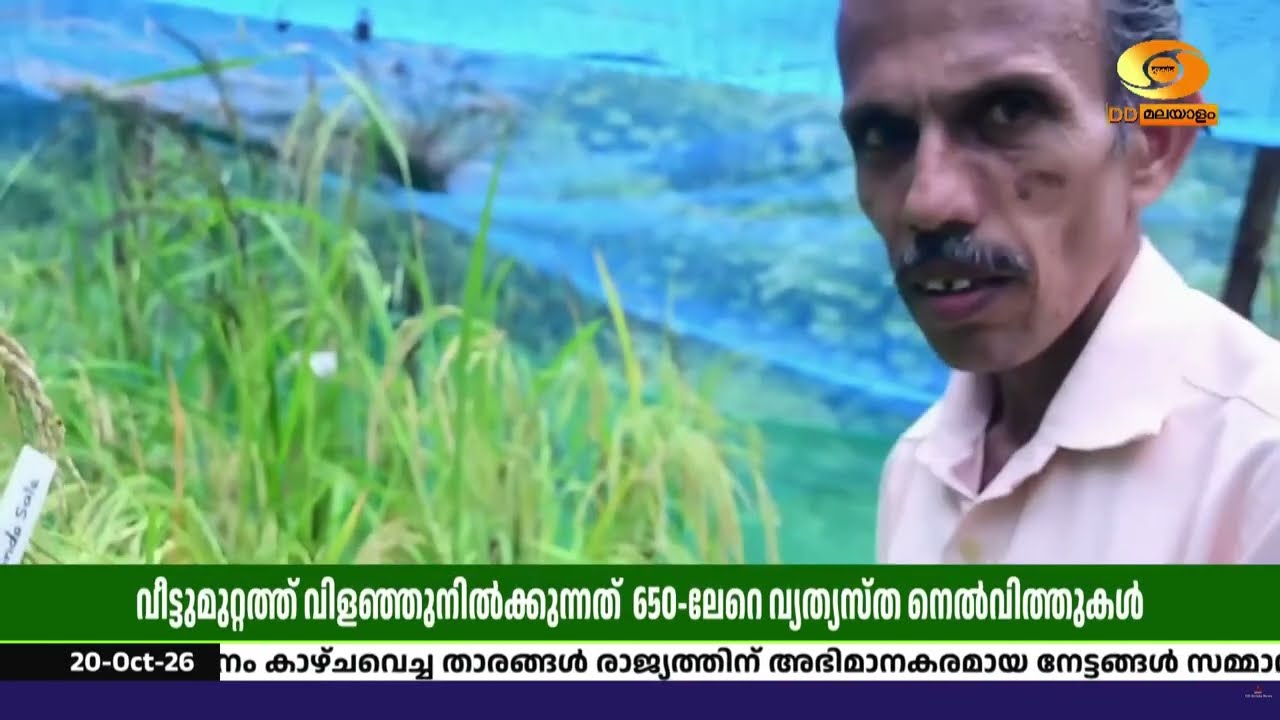 വീട്ടുമുറ്റത്ത് 650-ലേറെ നെൽവിത്തുകൾ; പത്മശ്രീ സത്യന?