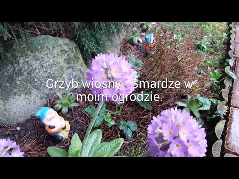 Grzyby wiosny- Smardzew w moim ogrodzie.wmv