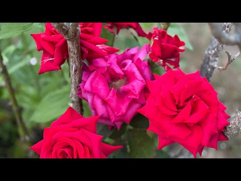 Varieties of flowers in my garden in UK#uk #garden #flowers #song 