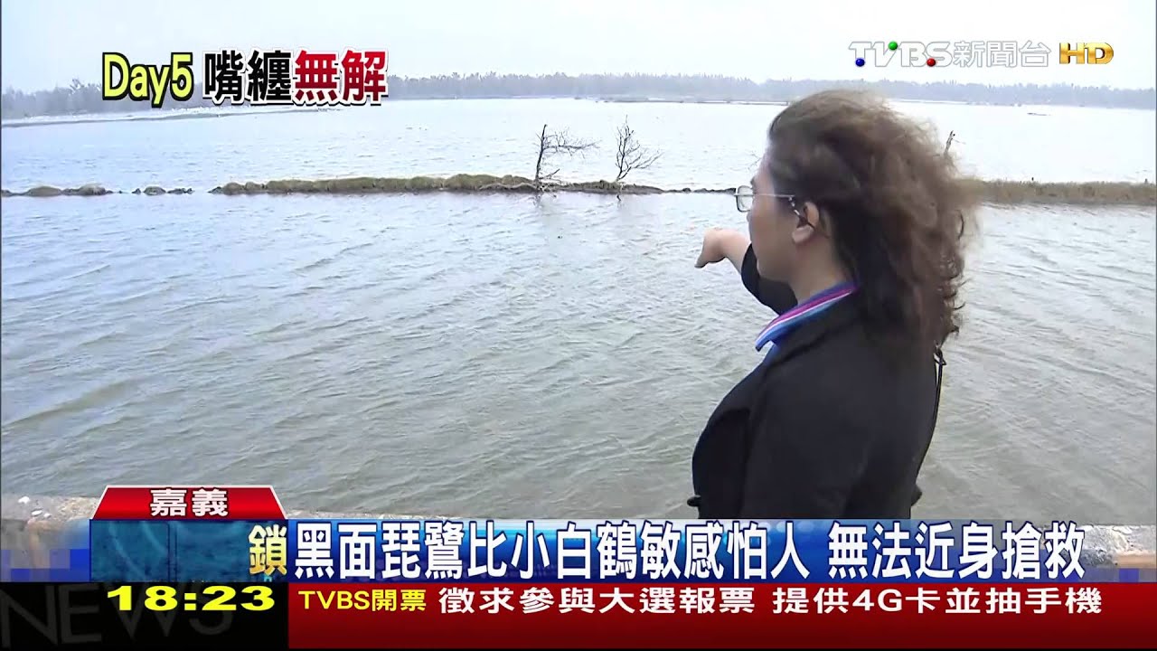 黑琵嘴喙黑網農田遮陽用　疑飛行途中遭纏