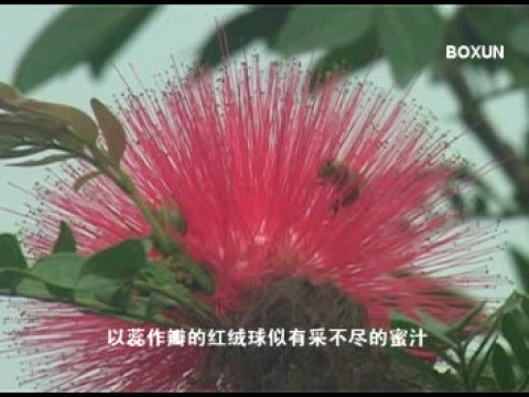 紅絨球