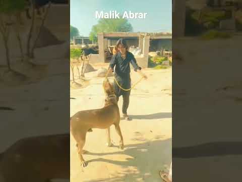 pure wlayati dog kuta #gultairdog #10dayschallenge #shorts