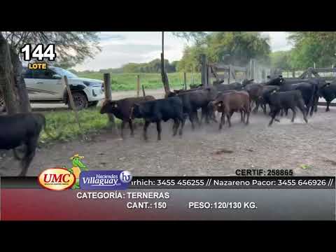 Lote 150 Terneras en Gral. San Martín, Chaco