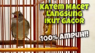 Download lagu Kapas Tembak Memanggil Lawan Untuk Memancing Katem Macet Agar Langsung Bunyi Gacor | Kicau Tembak mp3 Download lagu Kapas Tembak Memanggil Lawan Untuk Memancing Katem Macet Agar Langsung Bunyi Gacor | Kicau Tembak mp3