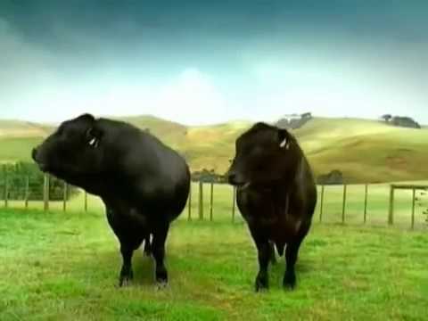 Crazy bull truck driving - Toyota "Hilux" Ad - YouTube