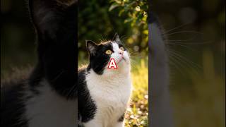 追いかけっこ　A　 #ai #cat #funny