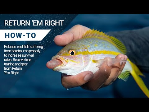 Return 'Em Right: Reef Fish with Barotrauma | FREE Descending Devices & Educational Course
