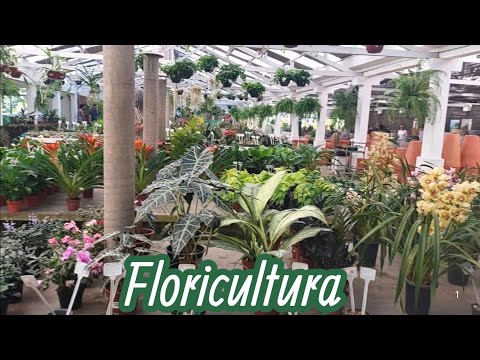 TOUR OF THE FLORIST, EVERYTHING IS VERY WELL SET UP, IT'S WORTH GETTING TO KNOW...