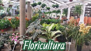 TOUR OF THE FLORIST, EVERYTHING IS VERY WELL SET UP, IT'S WORTH GETTING TO KNOW...