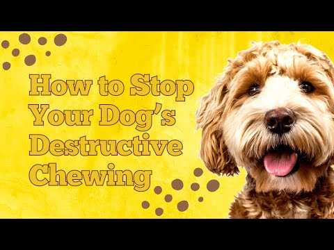 How to Stop Your Dog's Destructive Chewing #Part 1