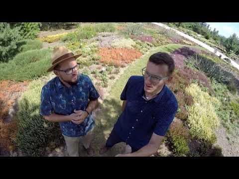 Wrzosowisko w Ogrodzie Botanicznym