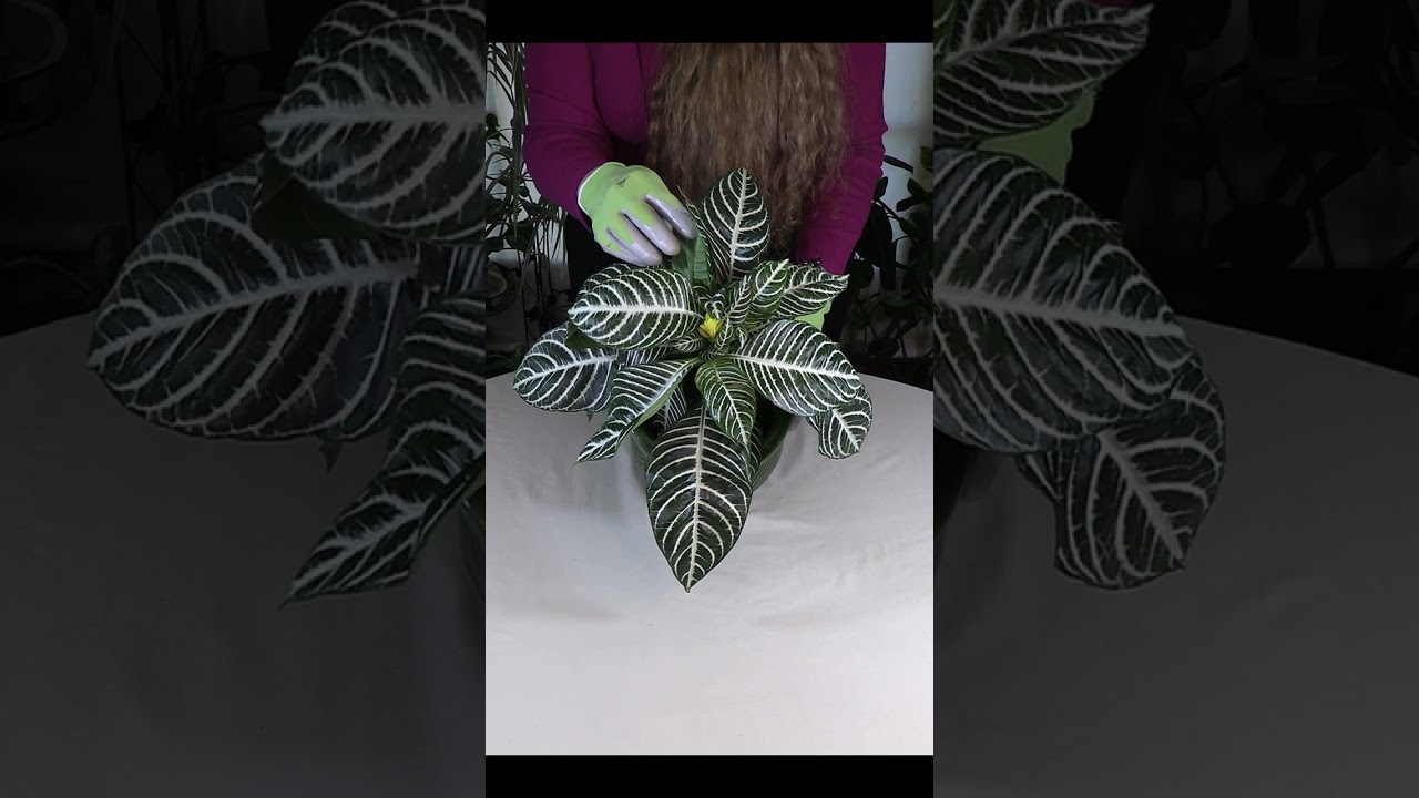 Check out this Gorgeous Zebra Plant!  #houseplants #indoorplants