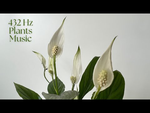 Music for Plants 432Hz Frequency Music for Plant Growth and Happiness 🌱