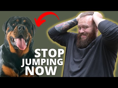 HOW TO STOP YOUR ROTTWEILER FROM JUMPING