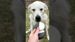 Download lagu A black dog from Oklahoma who turned white over 2.5 years due to vitiligo #shorts mp3
