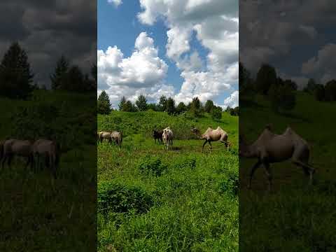 , title : 'Вятские лошади и  верблюды в Удмуртии / поместье "Грозовое яркоросье"'