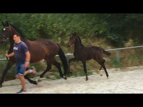 22 Brooklyn, Hengst,*17.04.2018 v. Borsalino – Hotline