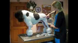 Show Dog Transformation