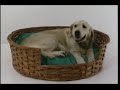 See How They Grow Pets US VHS 1993