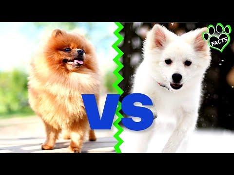 Pomeranian vs American Eskimo Dog: Which Spitz is Best? Dog vs Dog