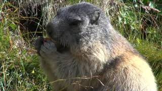 HÍREK A TERMÉSZETBŐL