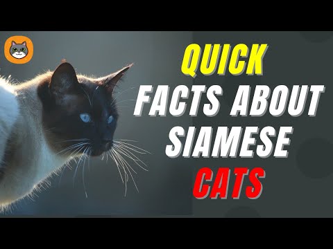 Quick Facts About Siamese Cats 2022