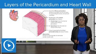 Layers of the Pericardium and Heart Wall