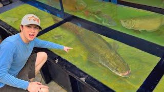 I Bought the BIGGEST Fish in the Store!