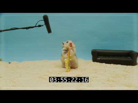 Belch's Clever Hamster Audition