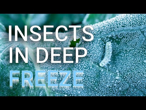 昆虫はどうやって冬を乗り越えるのでしょうか？