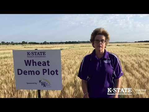 Journey of the Wheat Plant Part 5: Almost Harvest Time