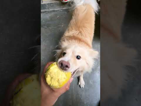 PET BALL