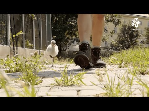 Zoo Praha: Několikadenní plameňáci na procházce