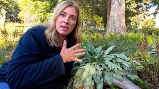 How to divide lungwort (Pulmonaria) 🌿 Deer-resistant shade plant