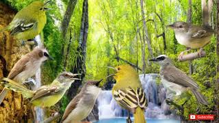 Download lagu Suara kicau pikat trucukan sirtu dan prenjak sawah jossSs gandoss..‼️ mp3 Download lagu Suara kicau pikat trucukan sirtu dan prenjak sawah jossSs gandoss..‼️ mp3