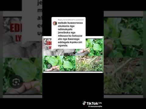 OKULOOTA NGA ONOGGA EDDAGALA (DREAM ABOUT HARBEL MEDICINE) (0762413013)