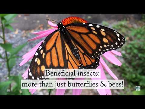 Beneficial Insects: More that just Butterflies and Bees!