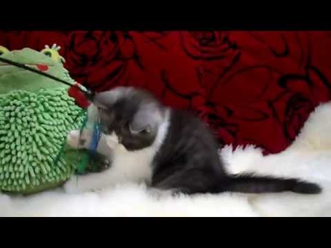 Adorable 5 weeks ragdoll mix persian playing