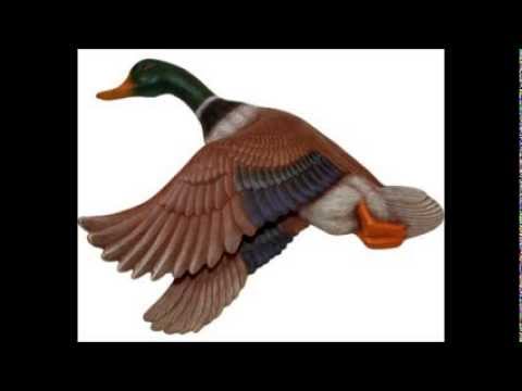 Vildandens sang-Lulu Ziegler